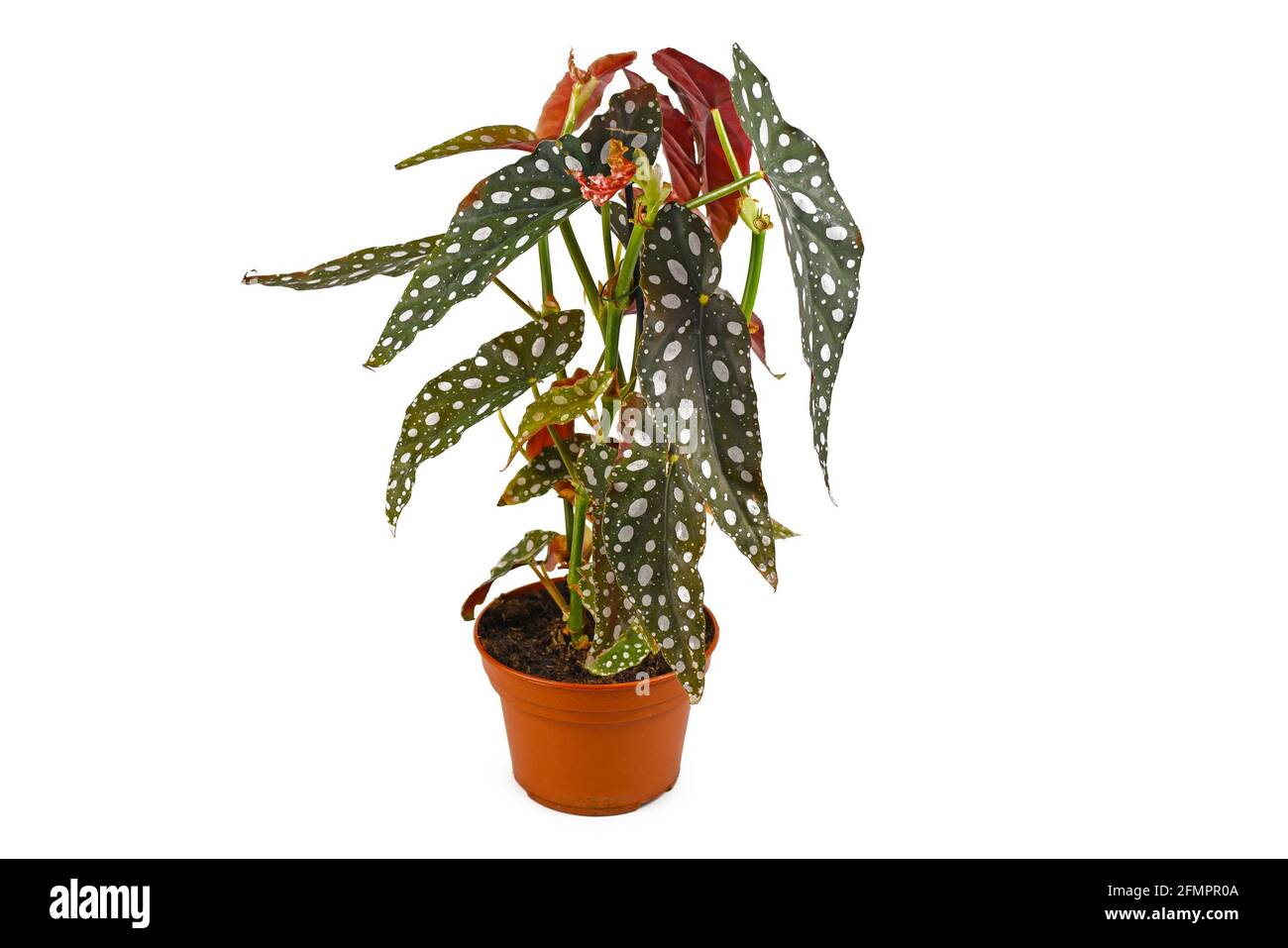 Drôle de maison de 'Begonia maculata' avec des points blancs dans le pot de fleur isolé sur fond blanc Banque D'Images