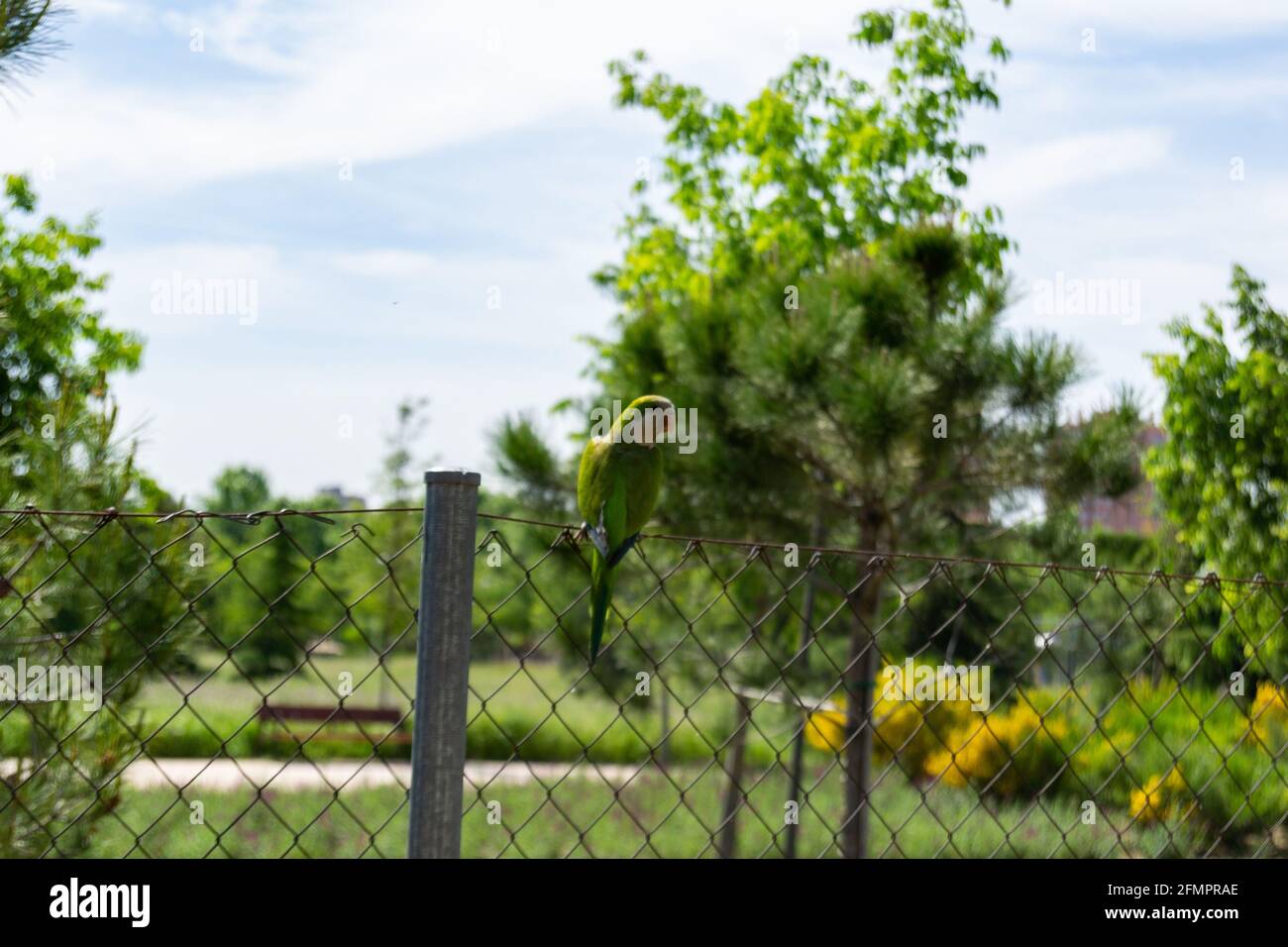 Perroquet vert ou 'Myopsitta monachus' dans un parc de Madrid, Espagne. Photographie horizontale. Banque D'Images