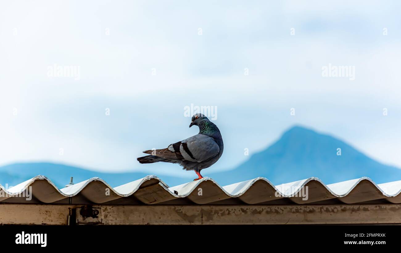 Arrière-plan agréable et beau regard dans la photo d'oiseau de Columbidae Banque D'Images