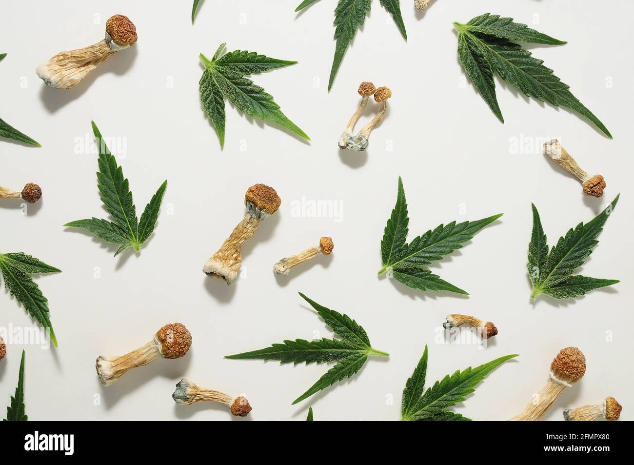 Concept de microdosage. Patron de champignons psilocybine et de feuilles de marijuana isolées sur fond blanc. Modèle psychédélique, concept de voyage magique. Banque D'Images