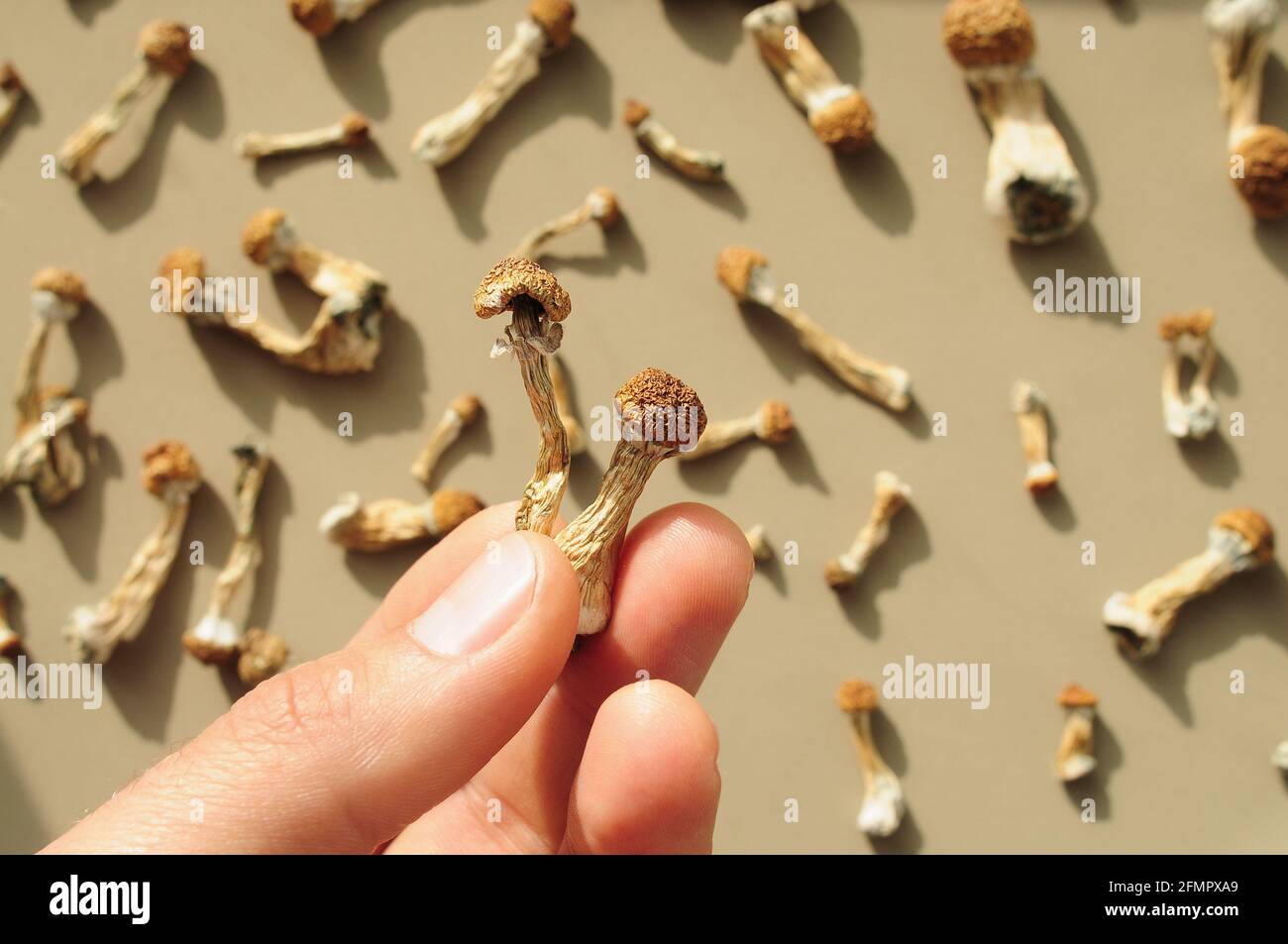 Motif de champignons psilocybine sur fond brun. Magie psychédélique Golden Teacher champignons. Concept de micro-dosage. Banque D'Images