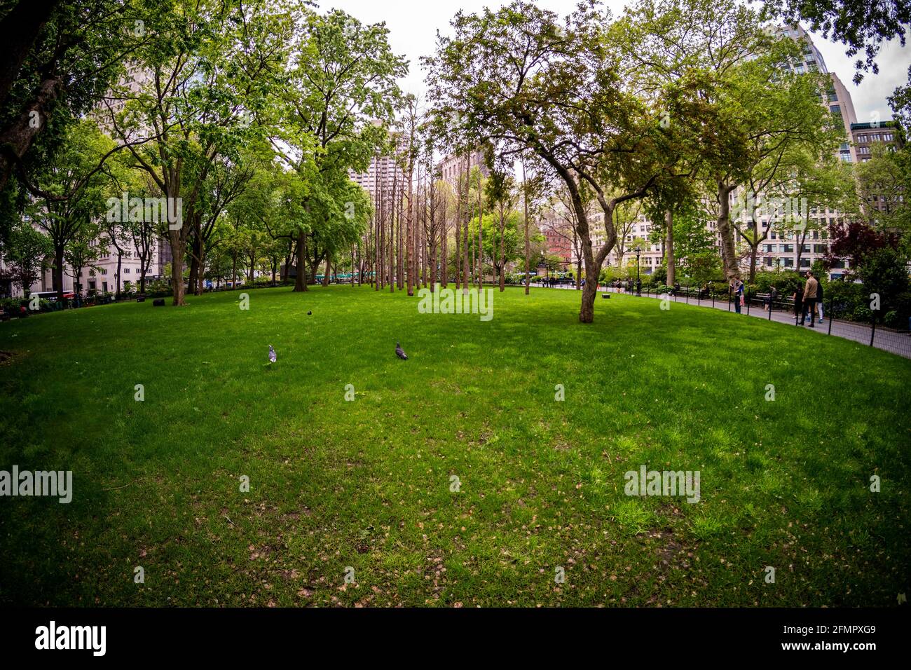 « Ghost Forest » de Maya Lin sur la pelouse du Madison Square Park à New York le jour d'ouverture, le lundi 10 mai 2021. L'installation sensible au site se compose de cèdres morts récoltés dans le New Jersey Pine Barrens et contrainera avec les arbres qui fleurissent dans le parc . L'installation aborde le changement climatique et la perte d'habitat le rappelle aux téléspectateurs de prendre des mesures. L'exposition sera exposée jusqu'au 14 novembre. (© Richard B. Levine) Banque D'Images