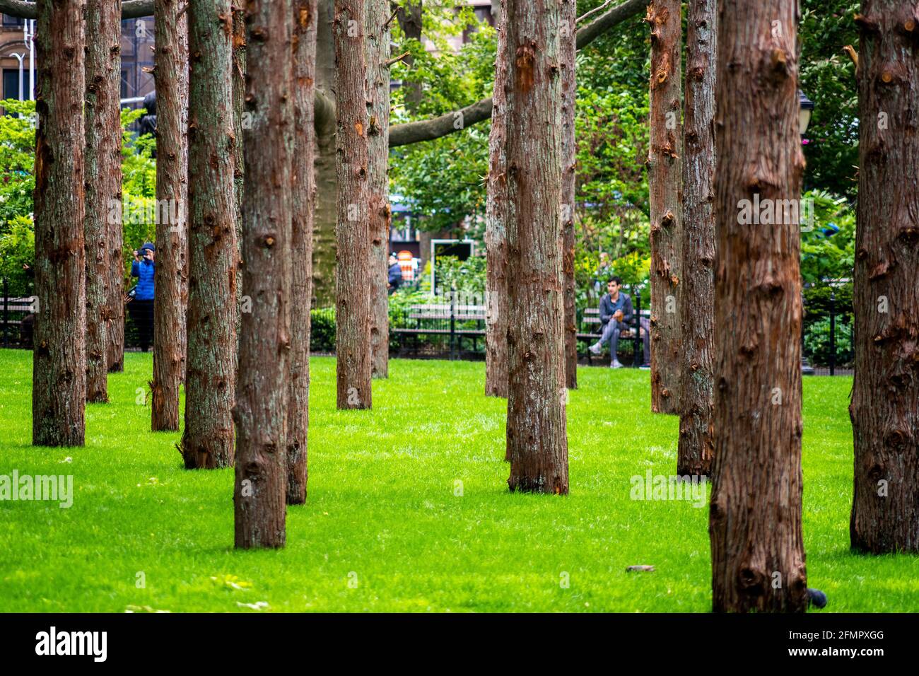 « Ghost Forest » de Maya Lin sur la pelouse du Madison Square Park à New York le jour d'ouverture, le lundi 10 mai 2021. L'installation sensible au site se compose de cèdres morts récoltés dans le New Jersey Pine Barrens et contrainera avec les arbres qui fleurissent dans le parc . L'installation aborde le changement climatique et la perte d'habitat le rappelle aux téléspectateurs de prendre des mesures. L'exposition sera exposée jusqu'au 14 novembre. (© Richard B. Levine) Banque D'Images