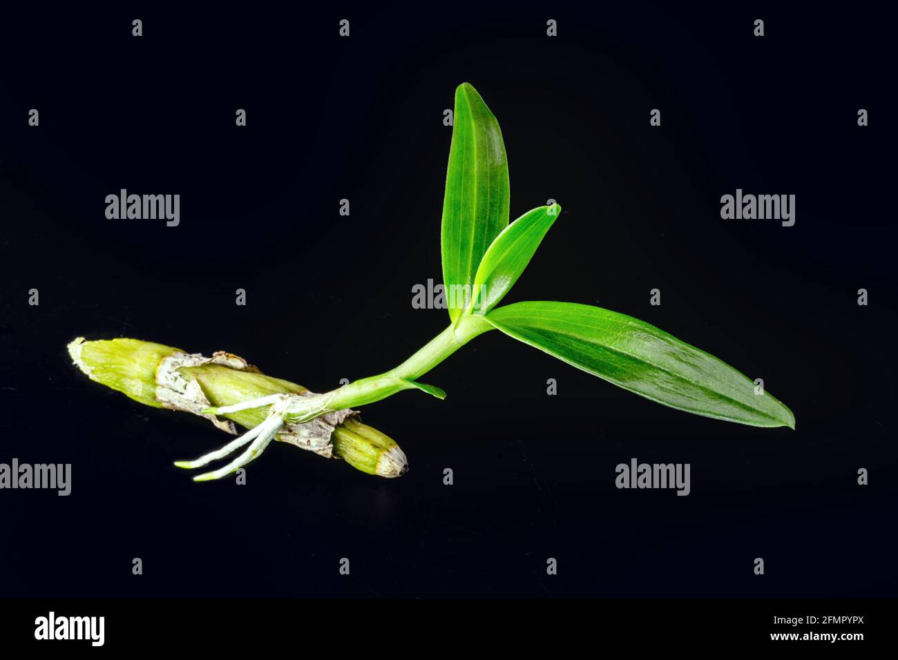 petit bourgeon d'orchidées épiphytiques saines, avec des racines qui poussent. Plante parasite, rhizome et tige de plante Banque D'Images