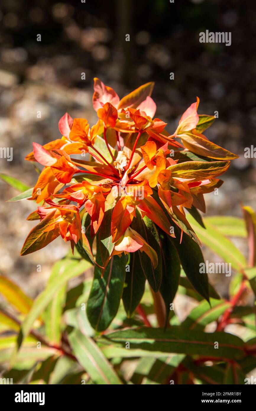 Fleurs rouges orange vif d'Euphorbia Griffithii Fireglow dans un jardin à Devon, Angleterre. Banque D'Images