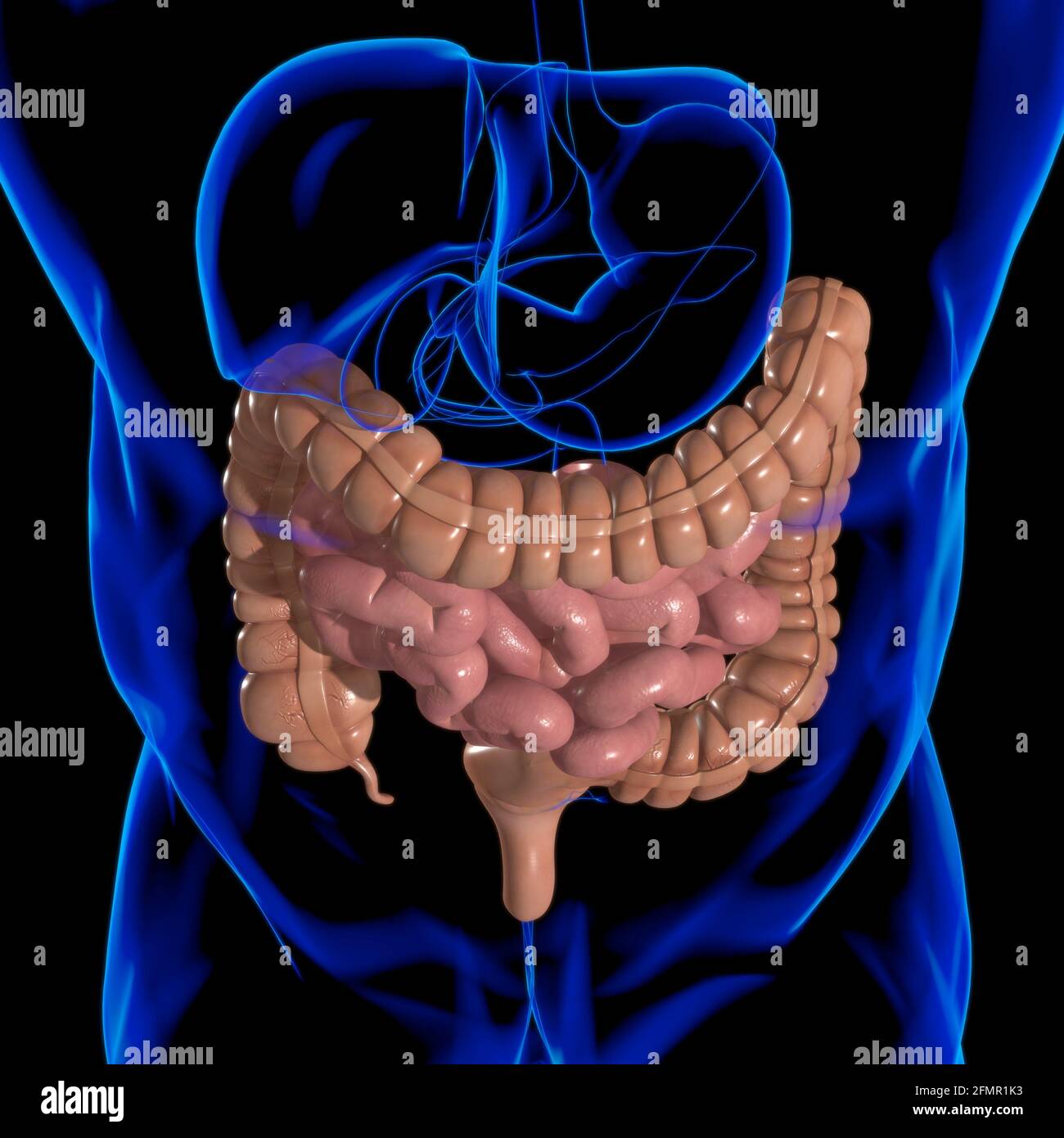Intestin grêle et gros intestin 3D Illustration système digestif humain