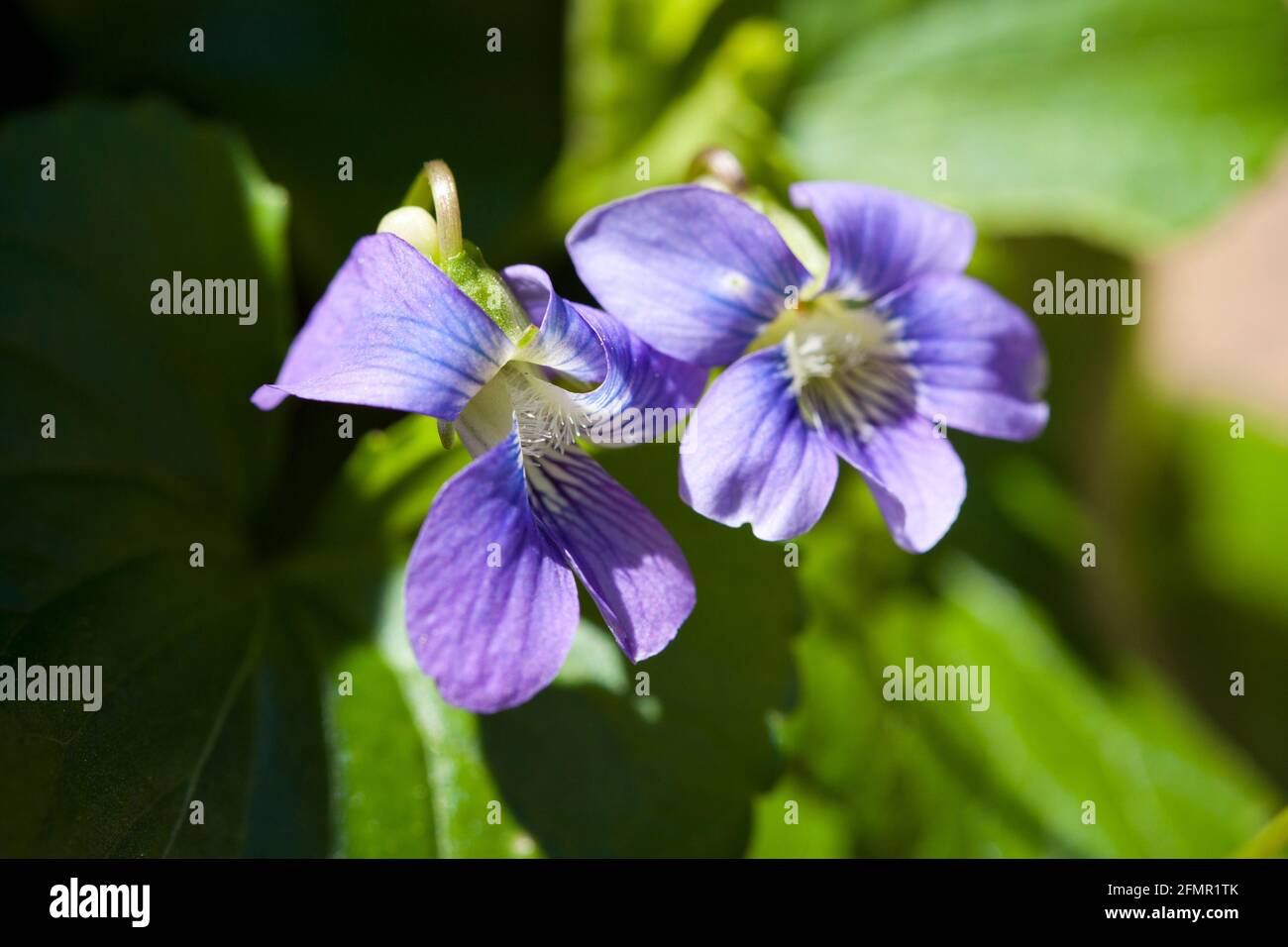 Fleurs violettes bleues communes (Viola sororia) - Virginia USA Banque D'Images