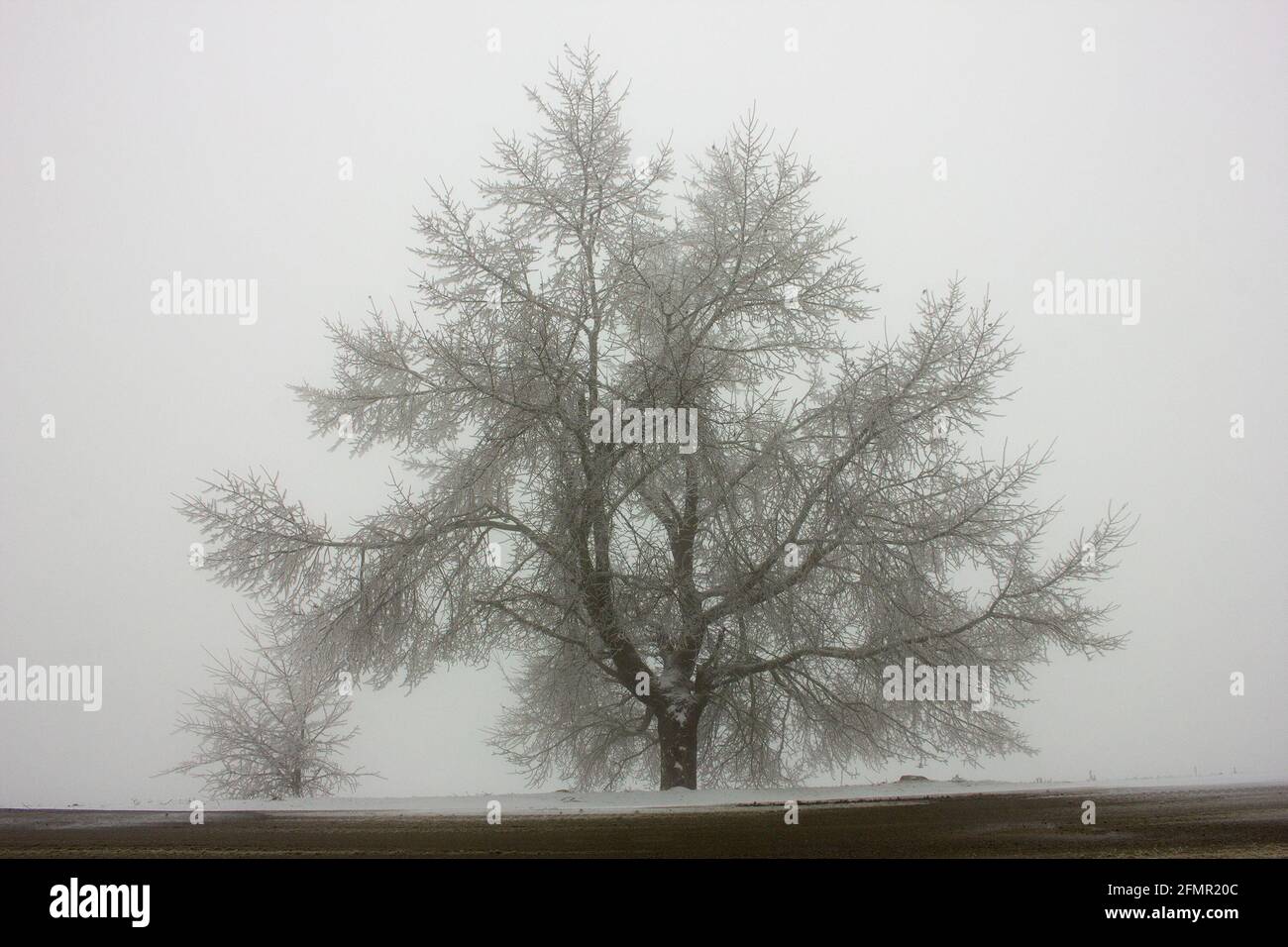 Magnifique arbre enneigé dans le champ. Le village d'Ivanovka. Azerbaïdjan. Banque D'Images
