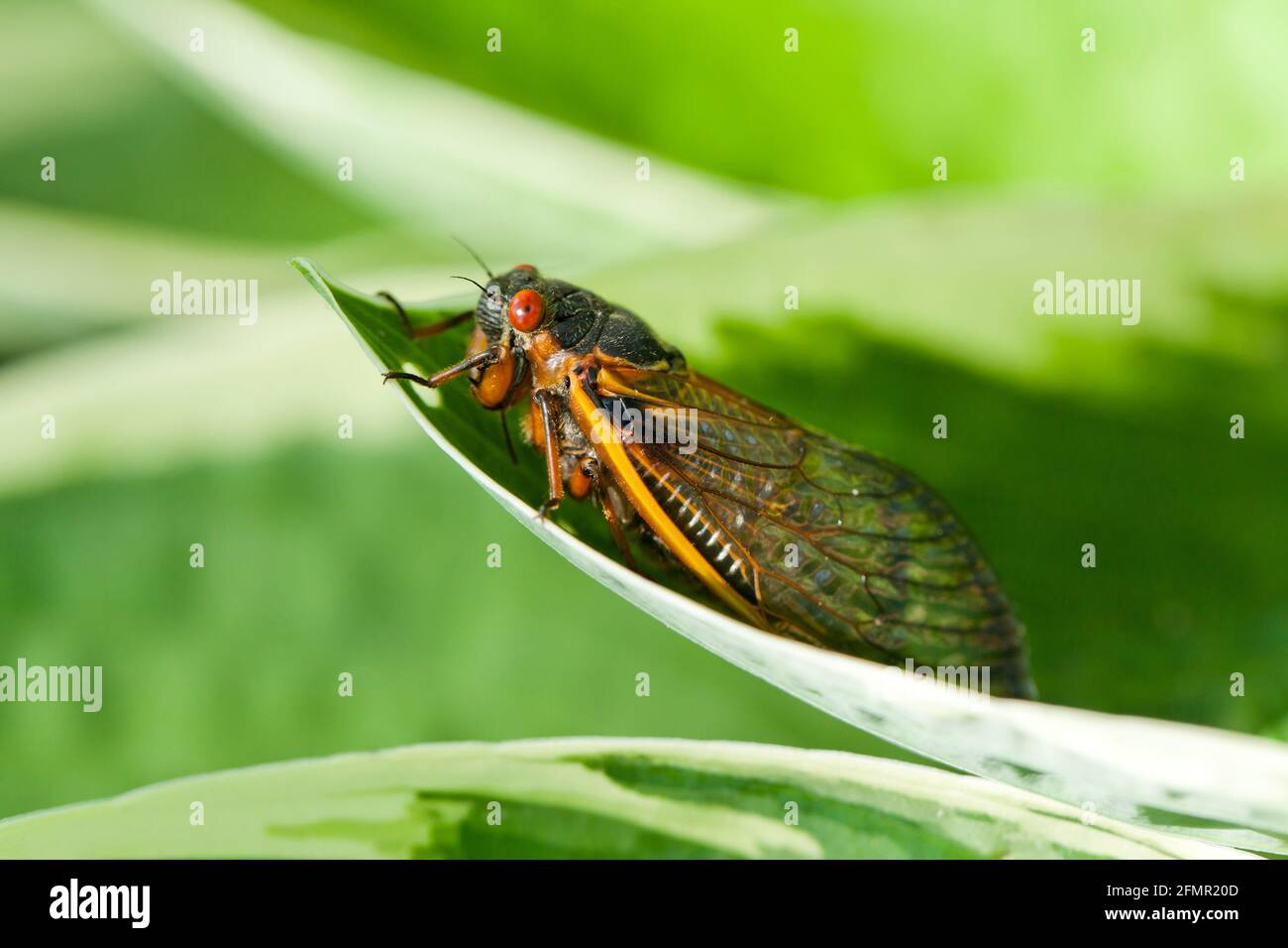 Brood X cicada, mai 2021 - Virginia USA Banque D'Images