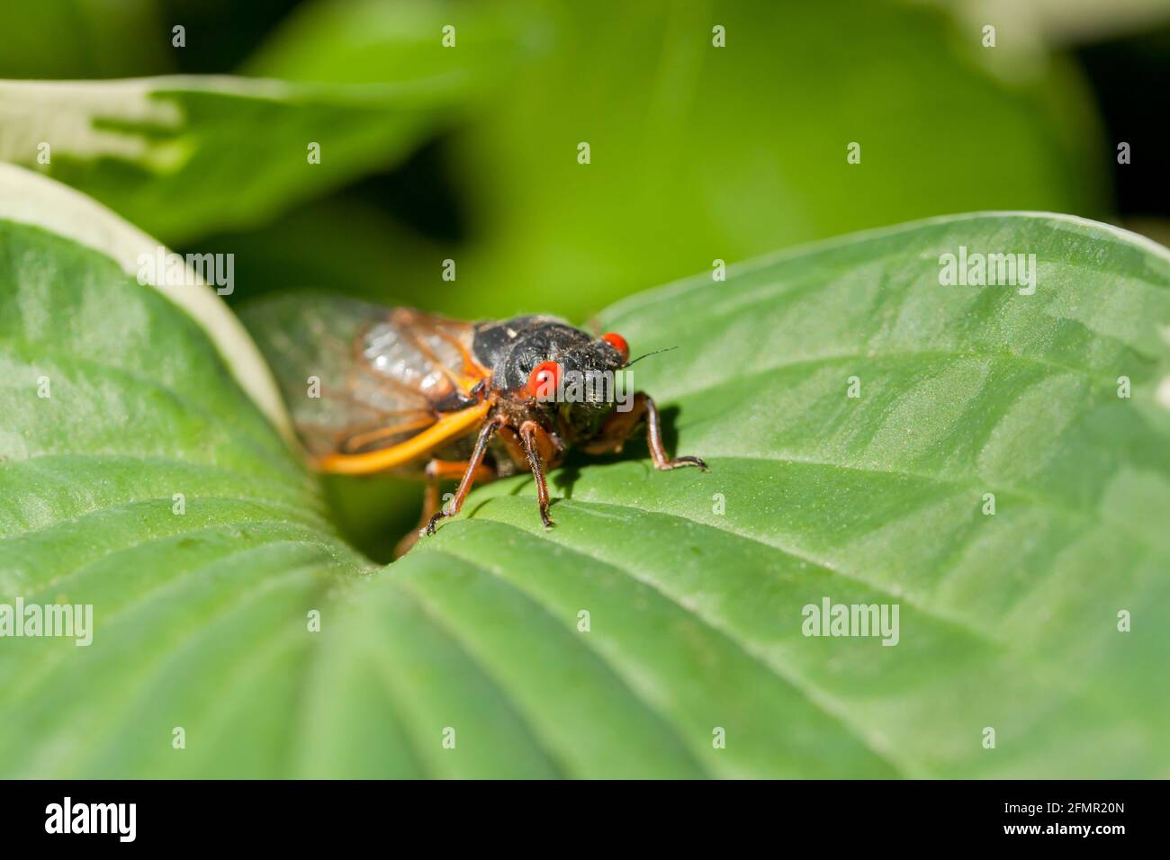 Brood X cicada, mai 2021 - Virginia USA Banque D'Images