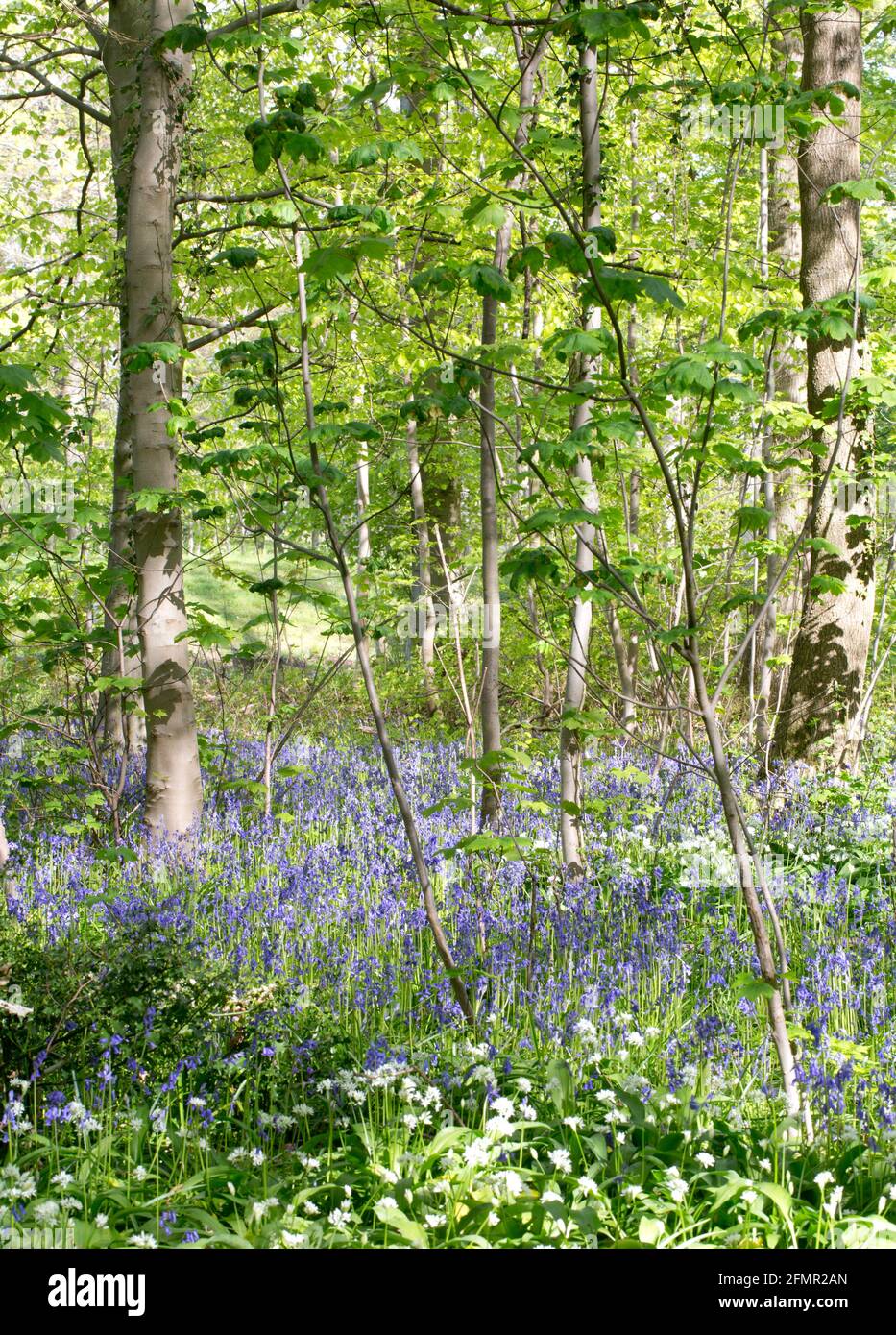 Bluebell Woods à Dalkeith Country Park, Midlothian, Écosse, EH22 1ER Banque D'Images