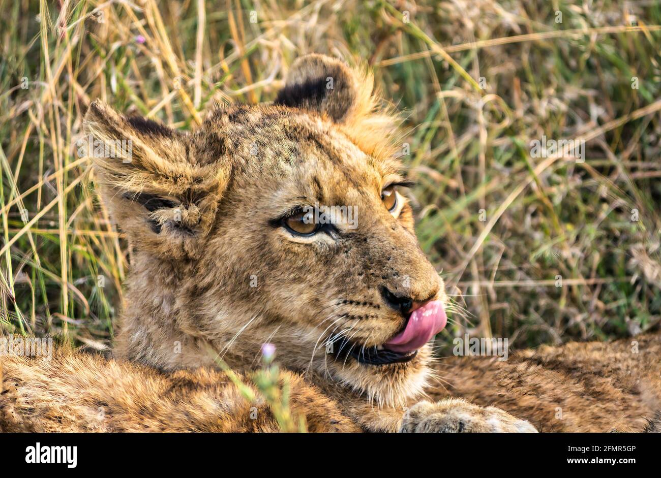 Gros plan du lion cub, Panthera leo, lécher sa bouche, réserve de gibier, parc national du Grand Kruger, Afrique du Sud Banque D'Images