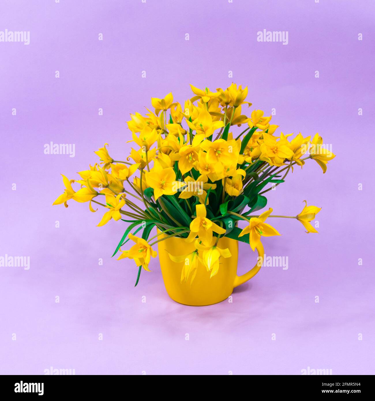 Tulipes de forêt jaune dans une tasse jaune sur fond violet. La base de la carte postale. Fête des mères, 8 mars. Place pour une inscription. Banque D'Images
