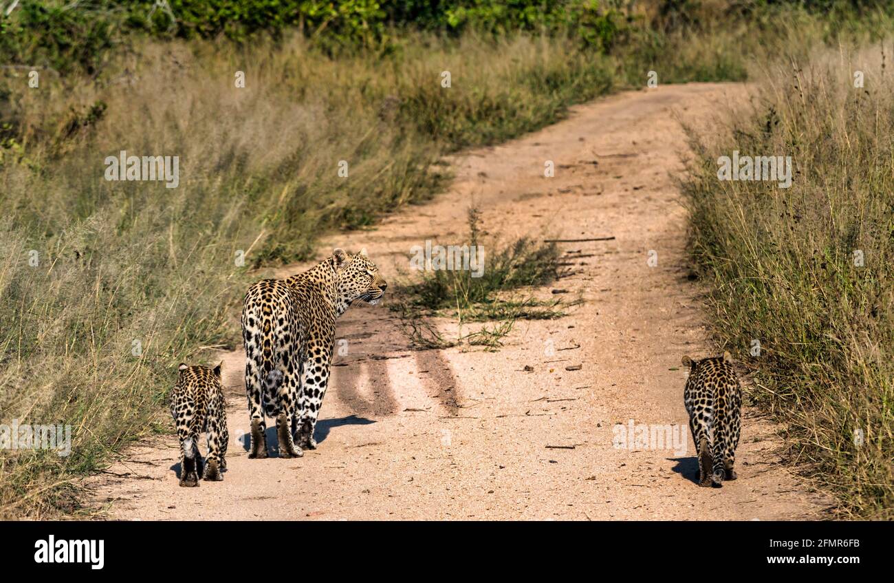 Comment S Appelle La Femelle Du Léopard Léopard femelle et petits (Panthera pardus) marchant sur la piste de terre,  parc national du Grand Kruger, Afrique du Sud Photo Stock - Alamy