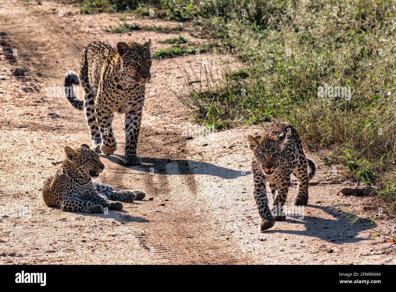 Comment S Appelle La Femelle Du Léopard Léopard femelle et petits (Panthera pardus) marchant sur la piste de terre, parc national du Grand Kruger, Afrique du Sud Photo Stock - Alamy