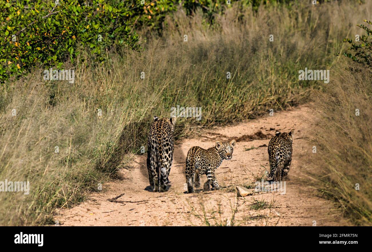 Comment S Appelle La Femelle Du Léopard Léopard femelle (Panthera pardus) et petits marchant sur la piste de terre, parc national du Grand Kruger, Afrique du Sud Photo Stock - Alamy