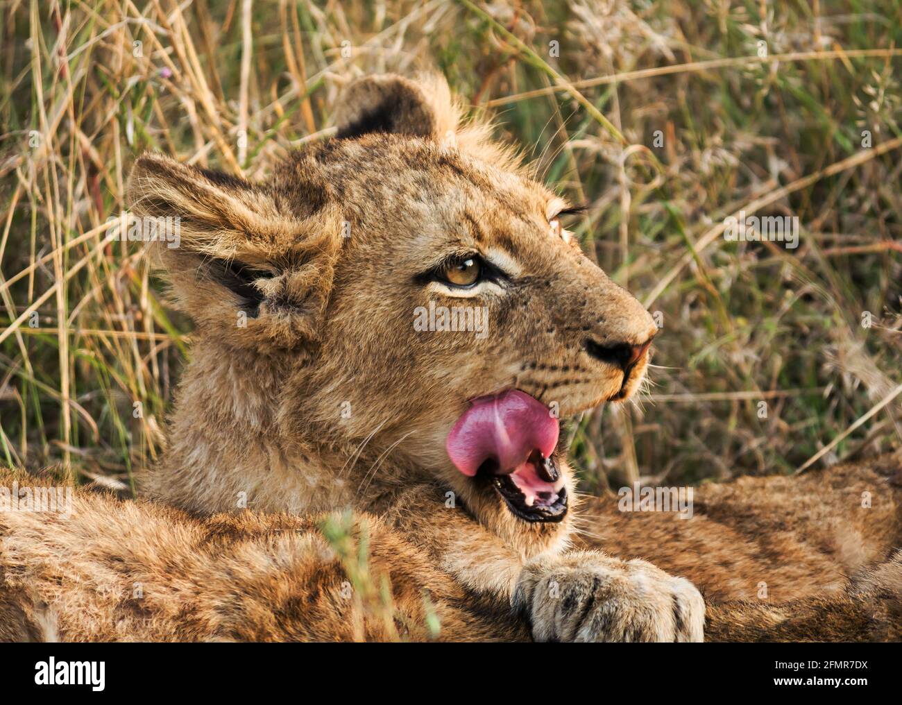 Gros plan du lion cub, Panthera leo, lécher sa bouche, réserve de gibier, parc national du Grand Kruger, Afrique du Sud Banque D'Images