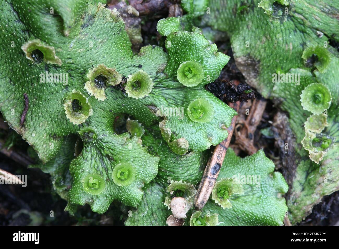 Marchantia polymorpha ssp ruderalis, connue sous le nom d'isoète commune ou d'isoète ombrelle, pousse dans une zone de feu de forêt en Finlande Banque D'Images