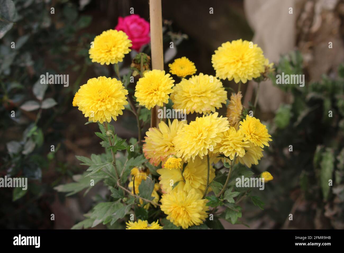 La belle fleur de Dahlia Banque D'Images