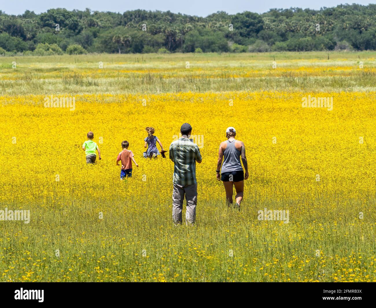 Famille d'enfants et de parents dans le champ de Coreopsis jaune Ou Tickseed dans le parc national de la rivière Myakka à Sarasota en Floride ÉTATS-UNIS Banque D'Images