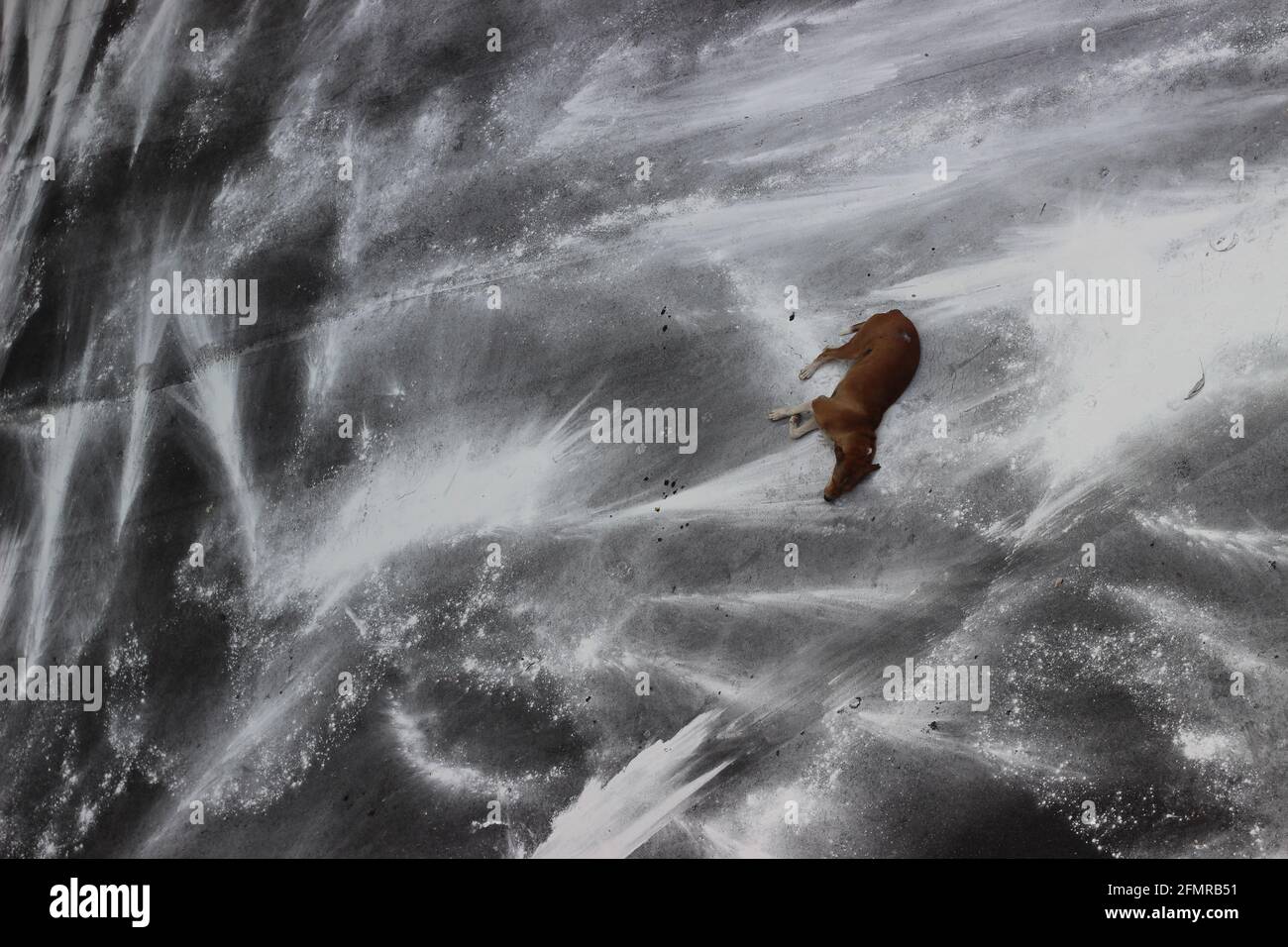 Les chiens de rue dorment sur la route goudronnée, un après-midi d'hiver. Vue d'en haut Banque D'Images