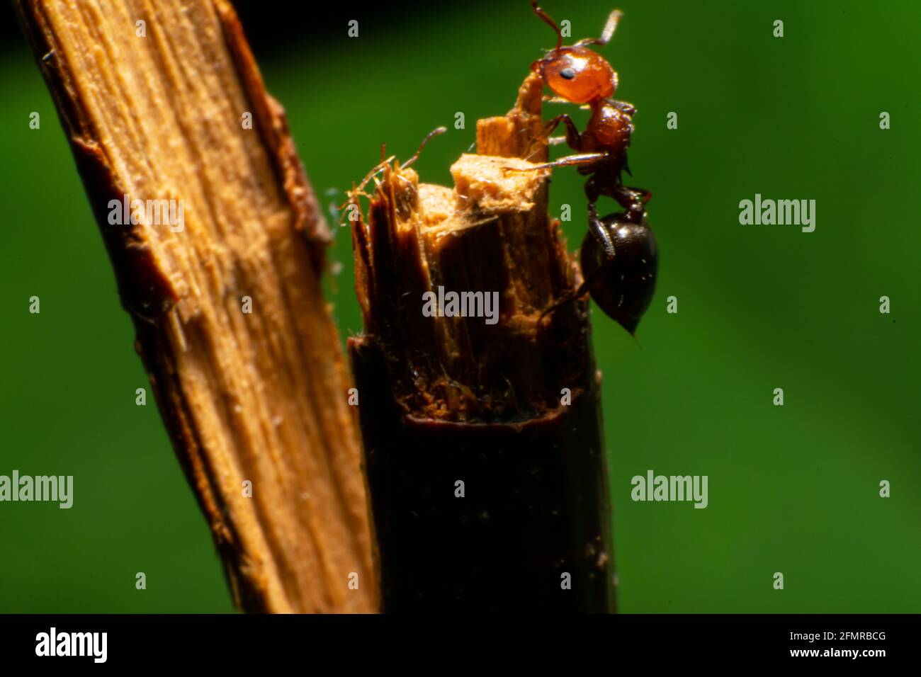 Fourmi à tête rouge européenne, Formica rufa, également connu sous le nom de fourmi à bois rouge, fourmi à bois sud, ou fourmi à cheval Banque D'Images