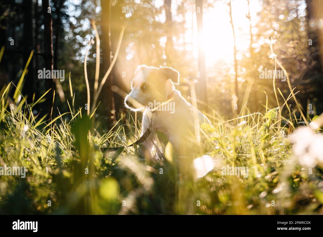 Le Jack russell, chien de race, repose sur l'herbe verte au soleil couchant. Banque D'Images