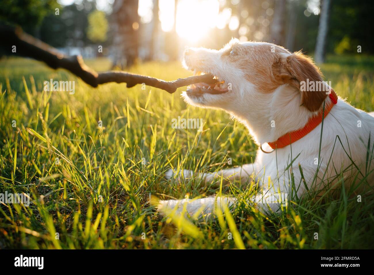 Jack blanc chien russell tenant un bâton de bois Banque D'Images