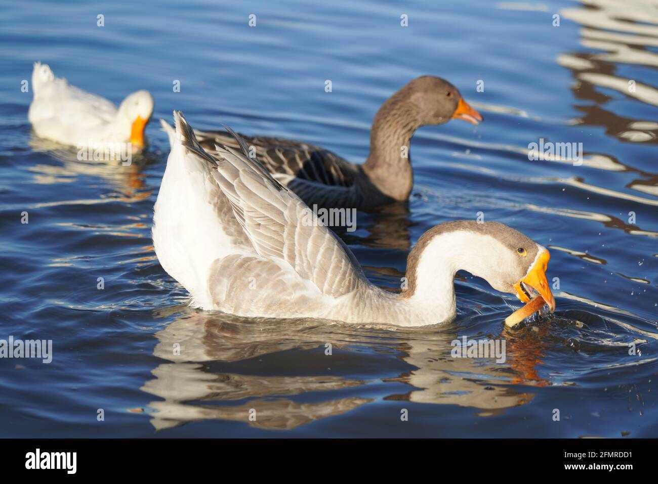 Oies grises et blanches mangeant du pain dans l'eau Banque D'Images