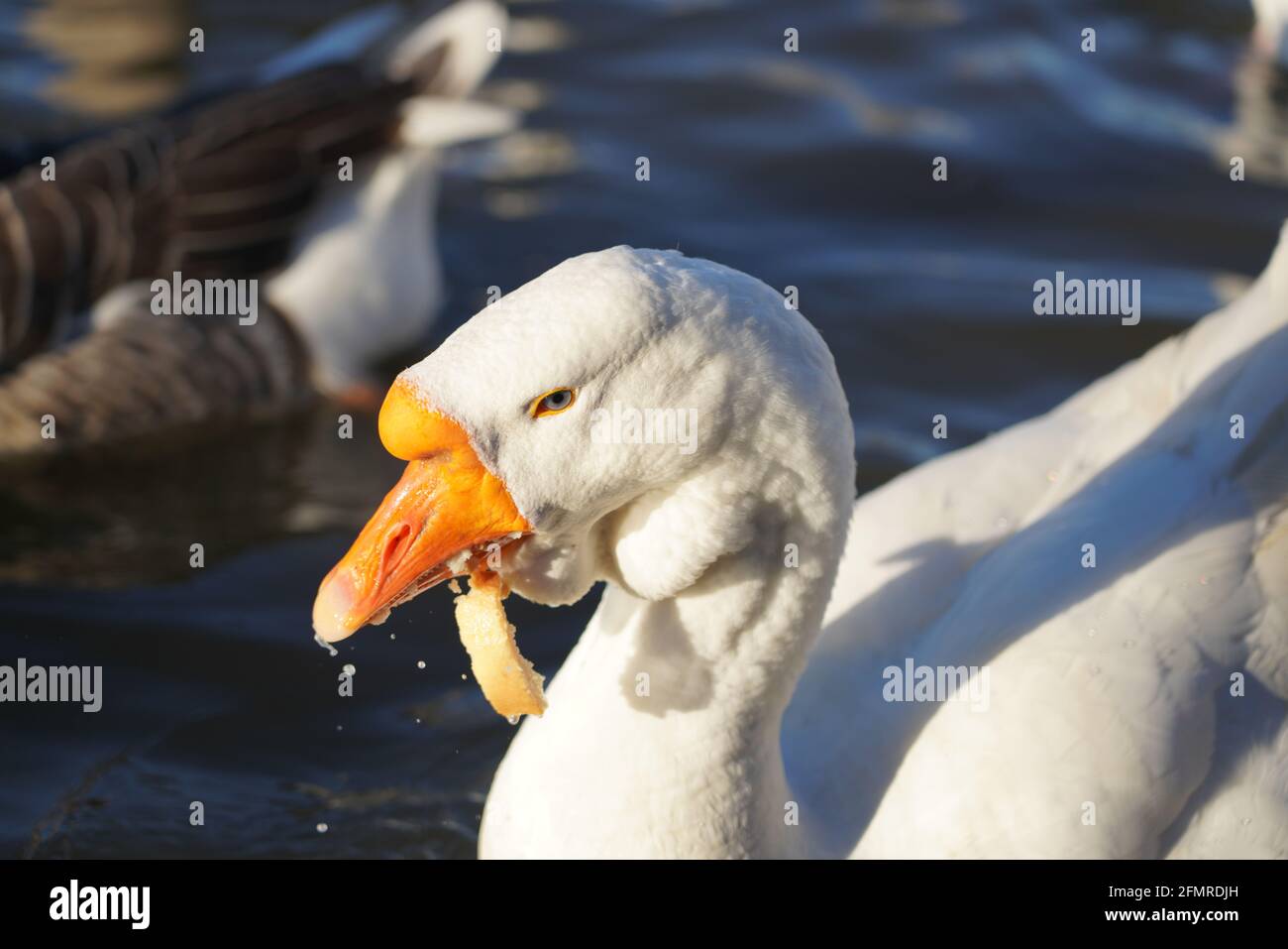 Oies grises et blanches mangeant du pain dans l'eau Banque D'Images