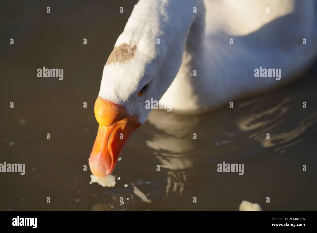 Oies grises et blanches mangeant du pain dans l'eau Banque D'Images