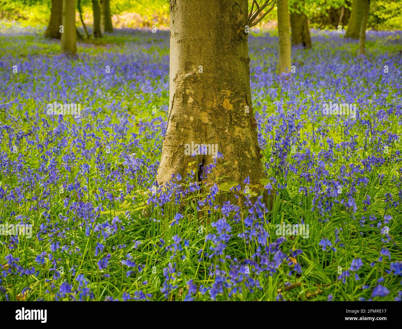 Oxfordshire Landscape, Bluebell Woods, Mapledurham, Oxfordshire, Angleterre, ROYAUME-UNI, GB. Banque D'Images