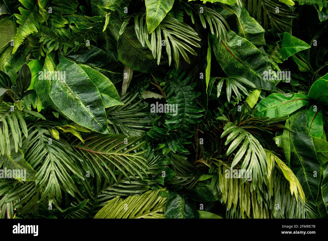Arrière-plan de feuilles tropicales vertes.différentes plantes de feuillage sur bcakdrop sombre.bien comme bannière publicitaire avec espace de copie. Banque D'Images