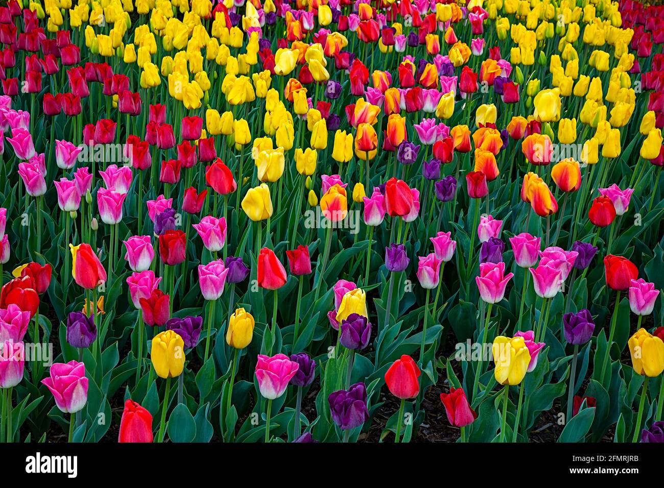 WA19588-00...WASHINGTON - exposition colorée et variée de tulipes RoozenGaarde, située dans la vallée de Skagit près de Mount Vernon. Banque D'Images