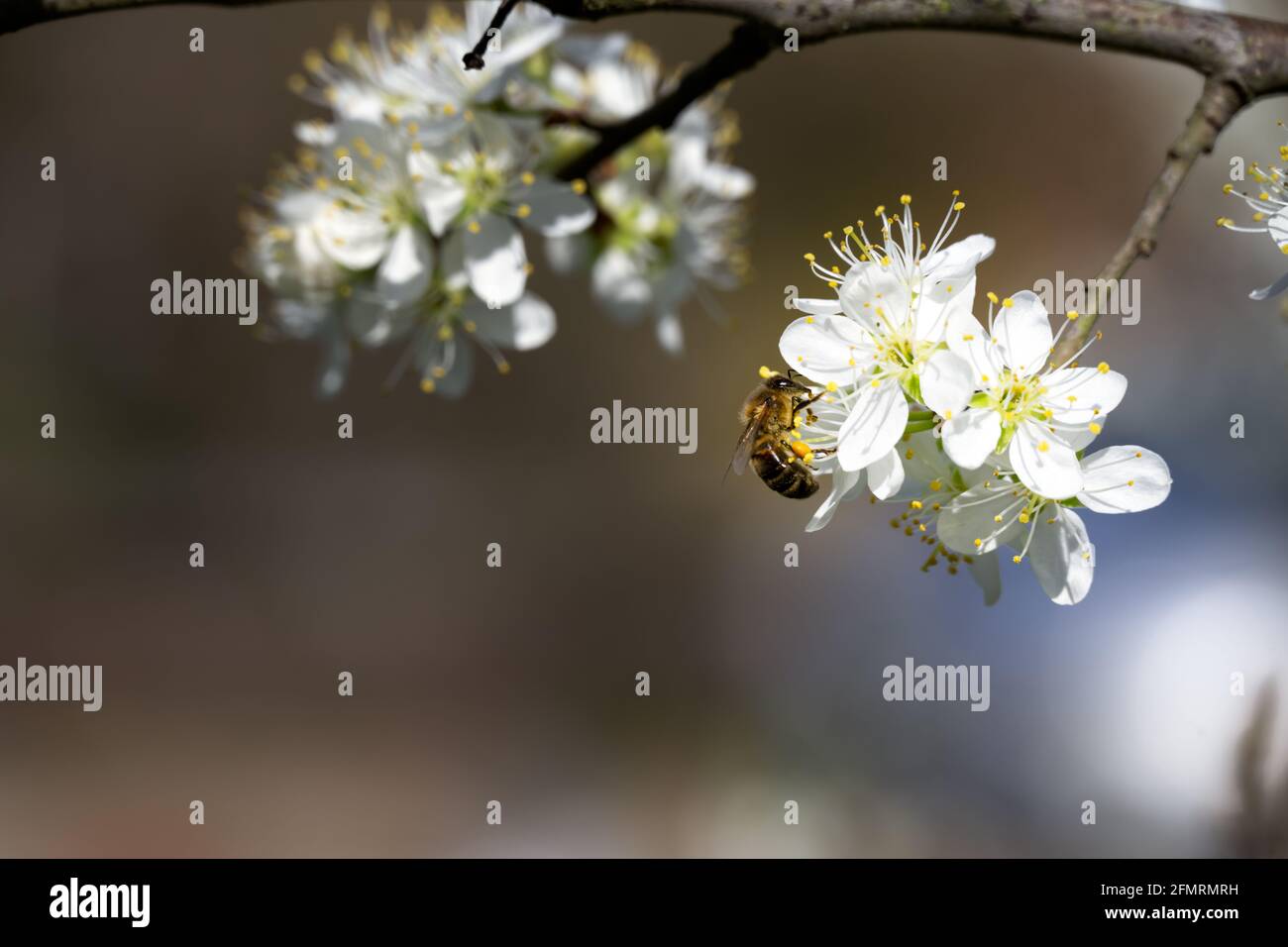 Gros plan d'une abeille sur des fleurs de damson au printemps Banque D'Images