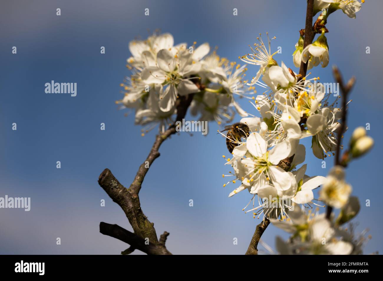 Gros plan d'une abeille sur des fleurs de damson au printemps Banque D'Images