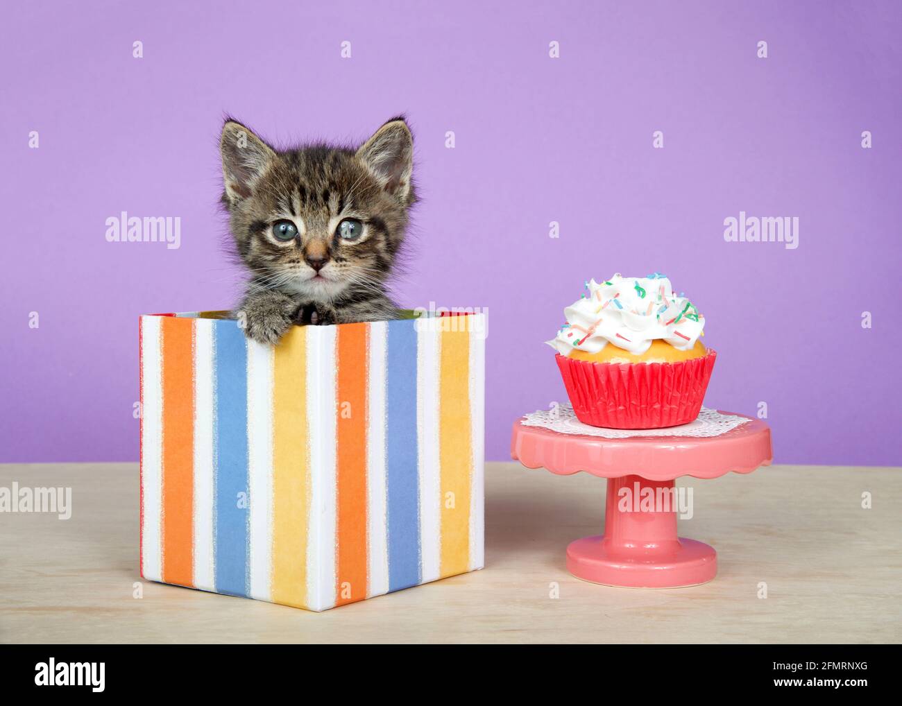 Gros plan d'un adorable chaton en tabby dans une boîte cadeau à rayures colorées à côté d'un piédestal rose avec un cupcake givré à la vanille. Léger Banque D'Images