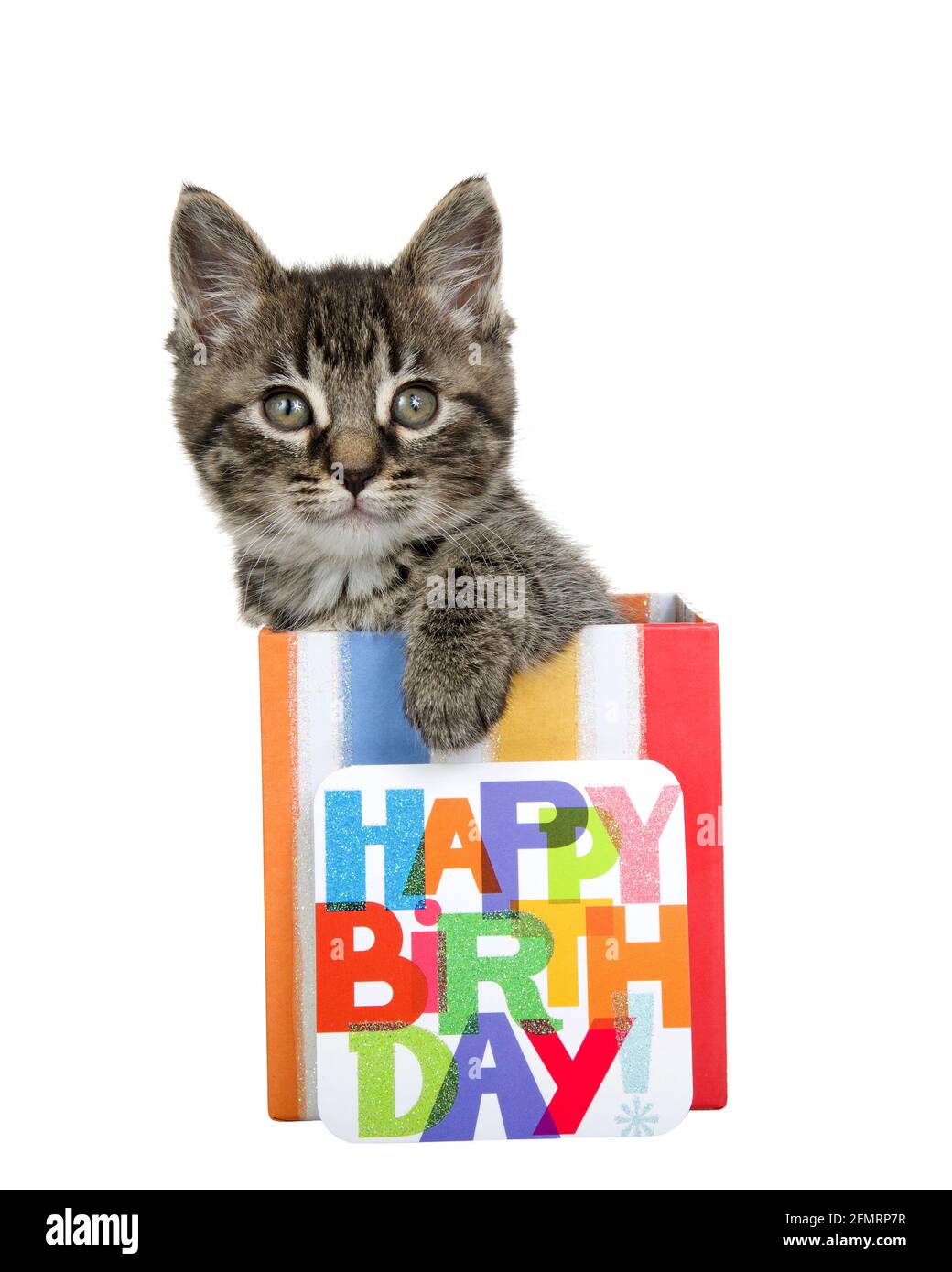 Birthday Card With Cat Banque D Images Detourees Alamy Birthday Card With Cat Banque D Images Detourees Alamy