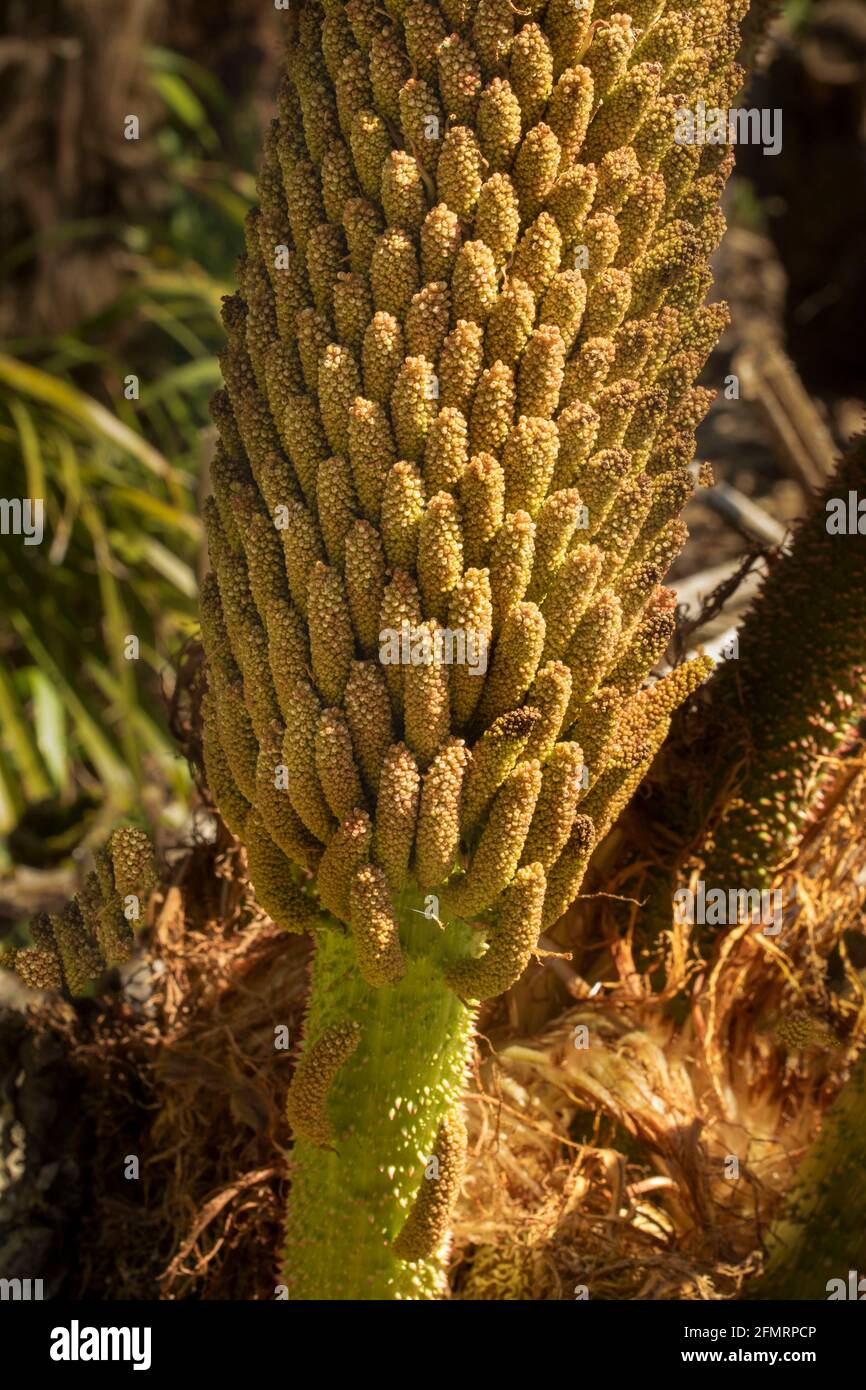 Résumé de Gunnera Tinctoria Banque D'Images