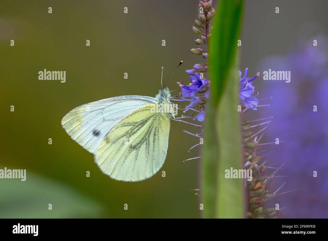 Libre vue latérale d'un Pieris brassicae, le grand ou le chou blanc papillon pollinisent sur une fleur. Banque D'Images