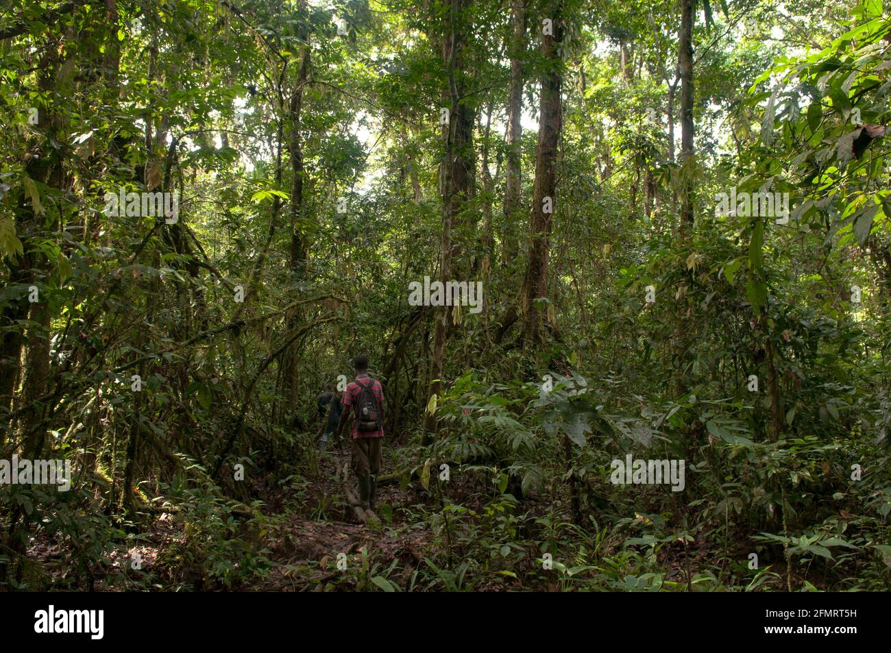 Forêt marécageuse, parc national de Sapo, Libéria Banque D'Images