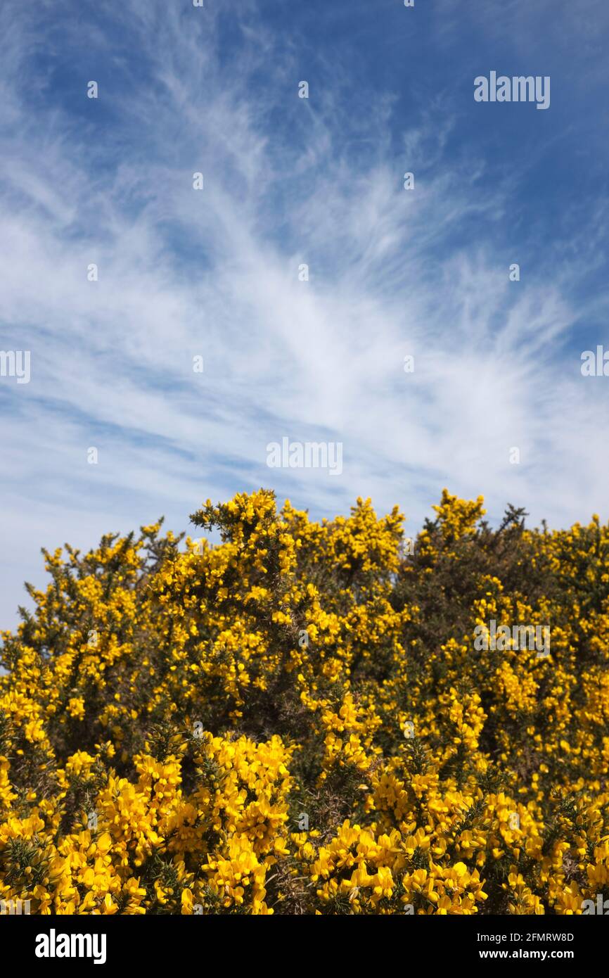 Gorge commune (Ulex europaeus) en fleur, Stperstones, Shropshire, Angleterre Banque D'Images