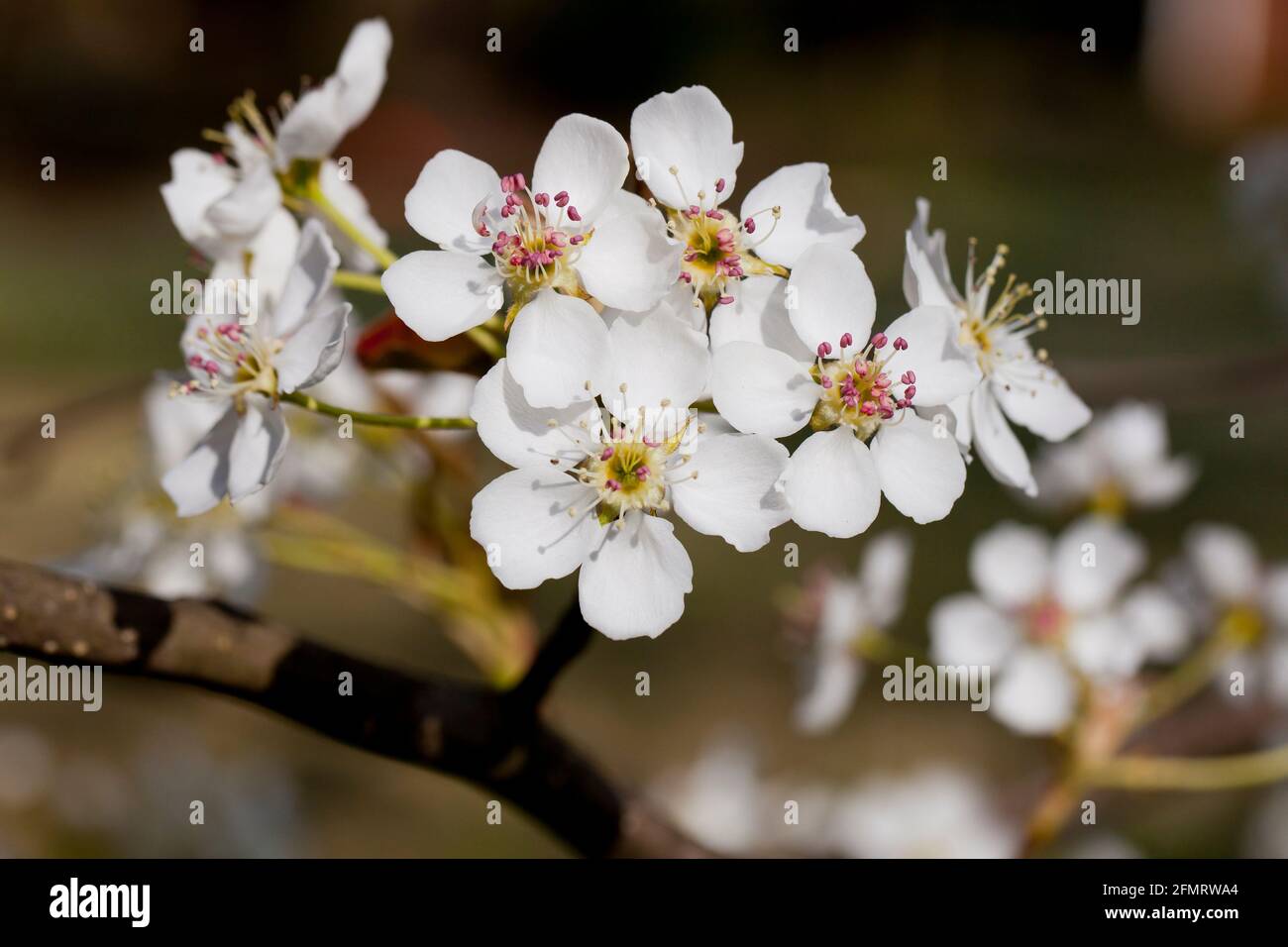 Fleurs de poire asiatique (Pyrus pyrifolia) Banque D'Images