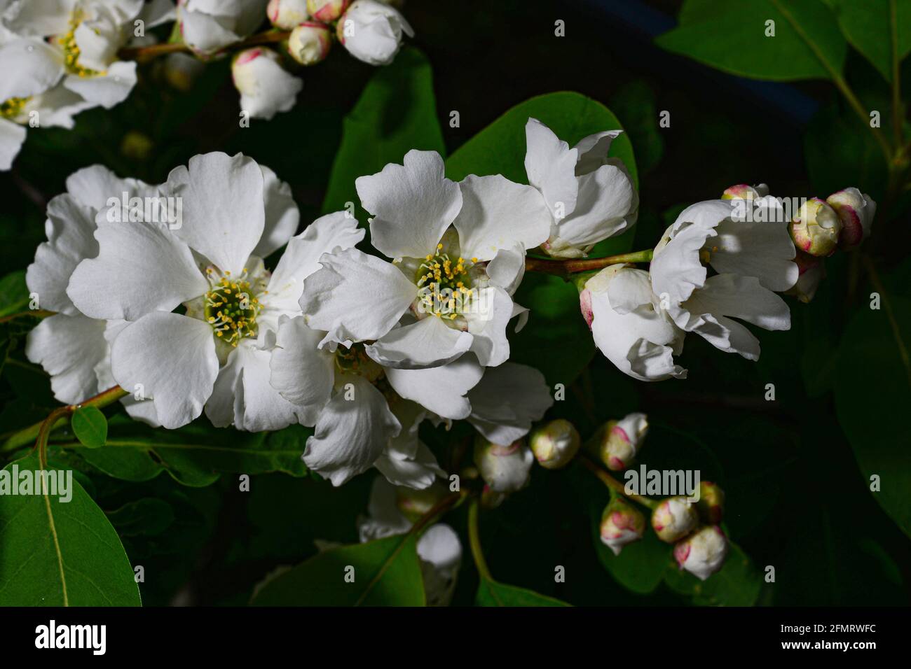 Beau bouquet de fleurs de buisson de perle d'arbuste Exochorda Banque D'Images