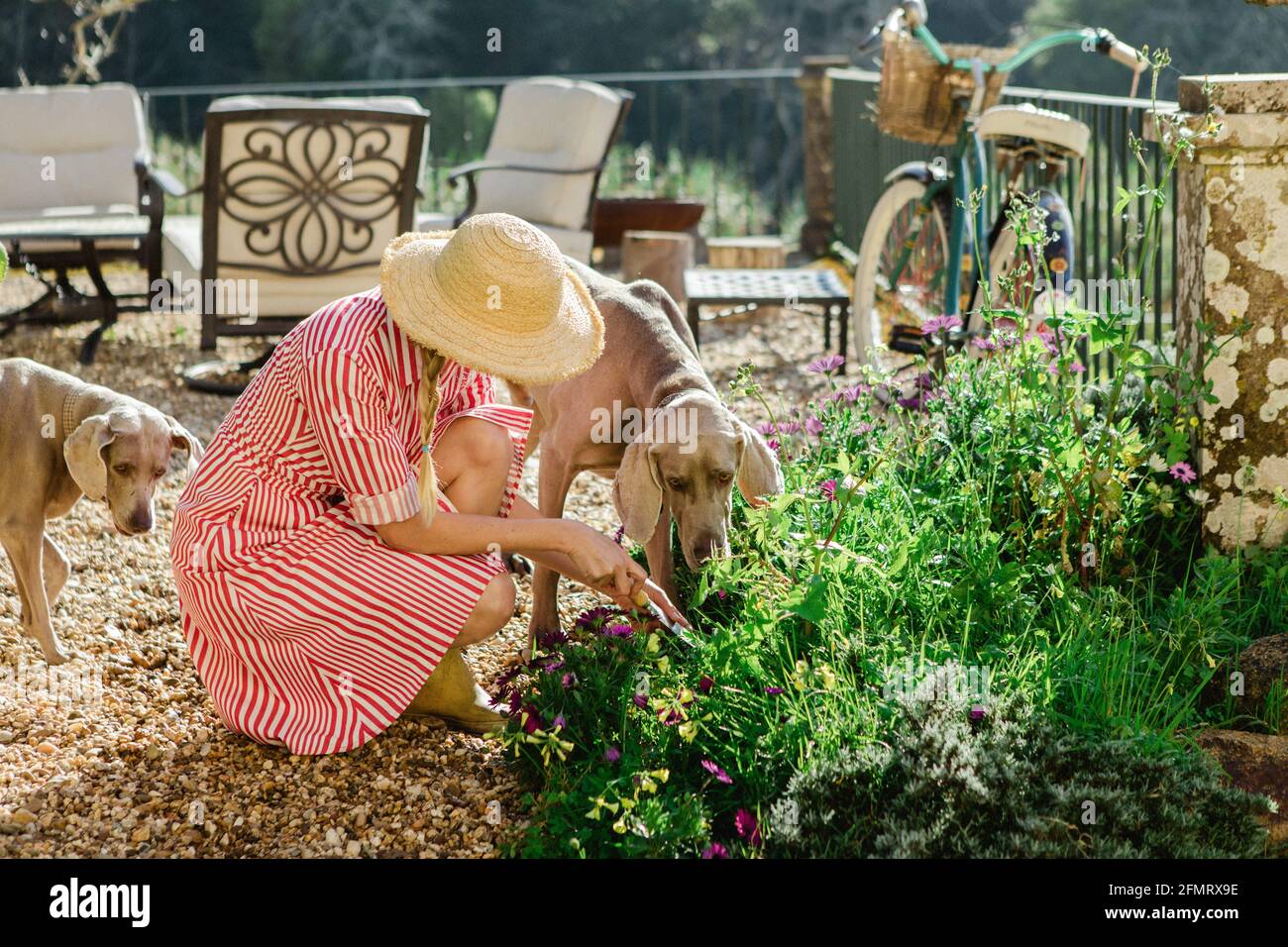 Gros plan d'une femelle creusant dans des buissons de fleur avec deux chiens à proximité Banque D'Images