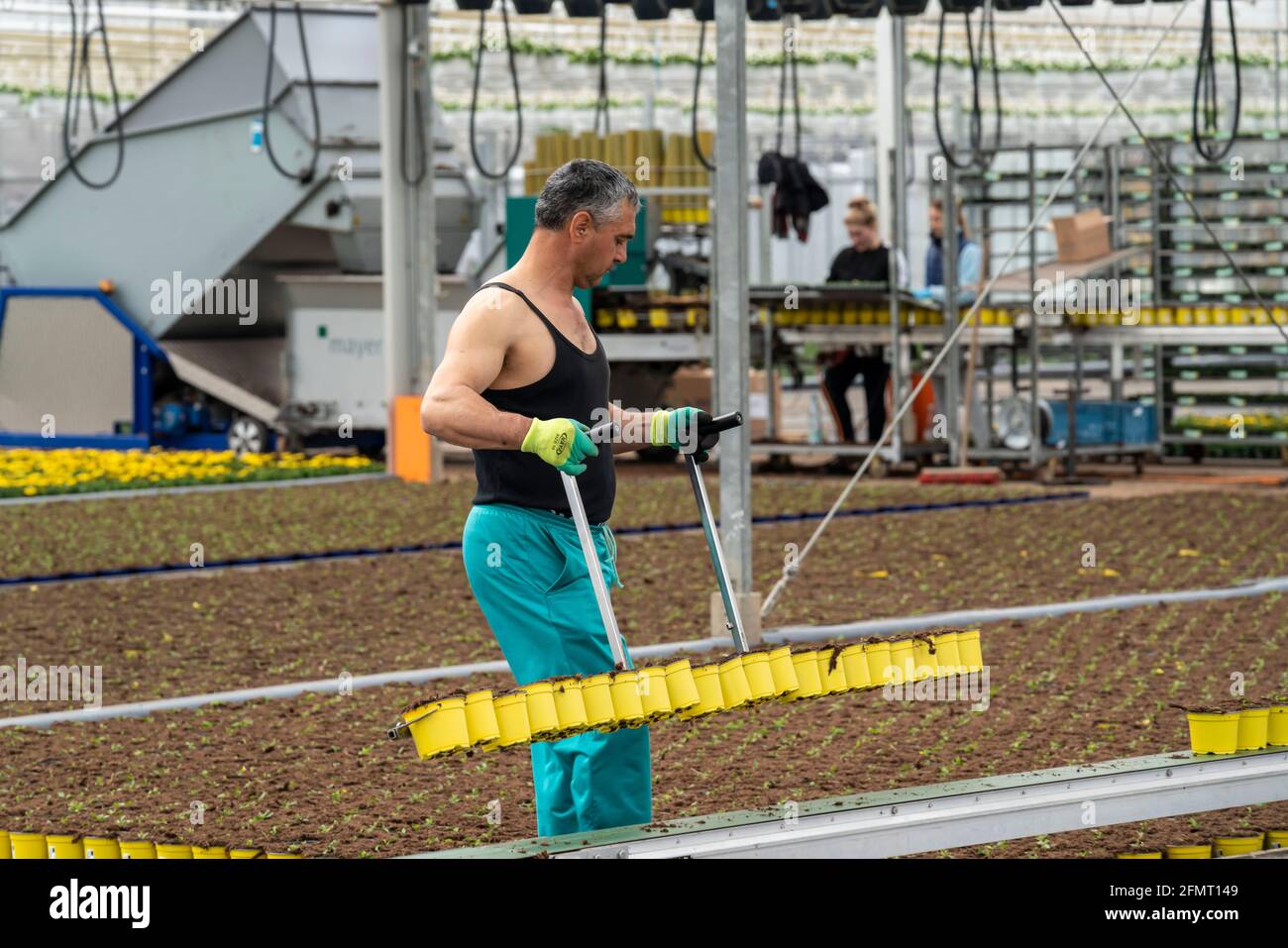 Horticulture, serre, jeunes plantes fraîchement potées sont placées sur des lits pour y grandir, Straelen, NRW, Allemagne, Banque D'Images