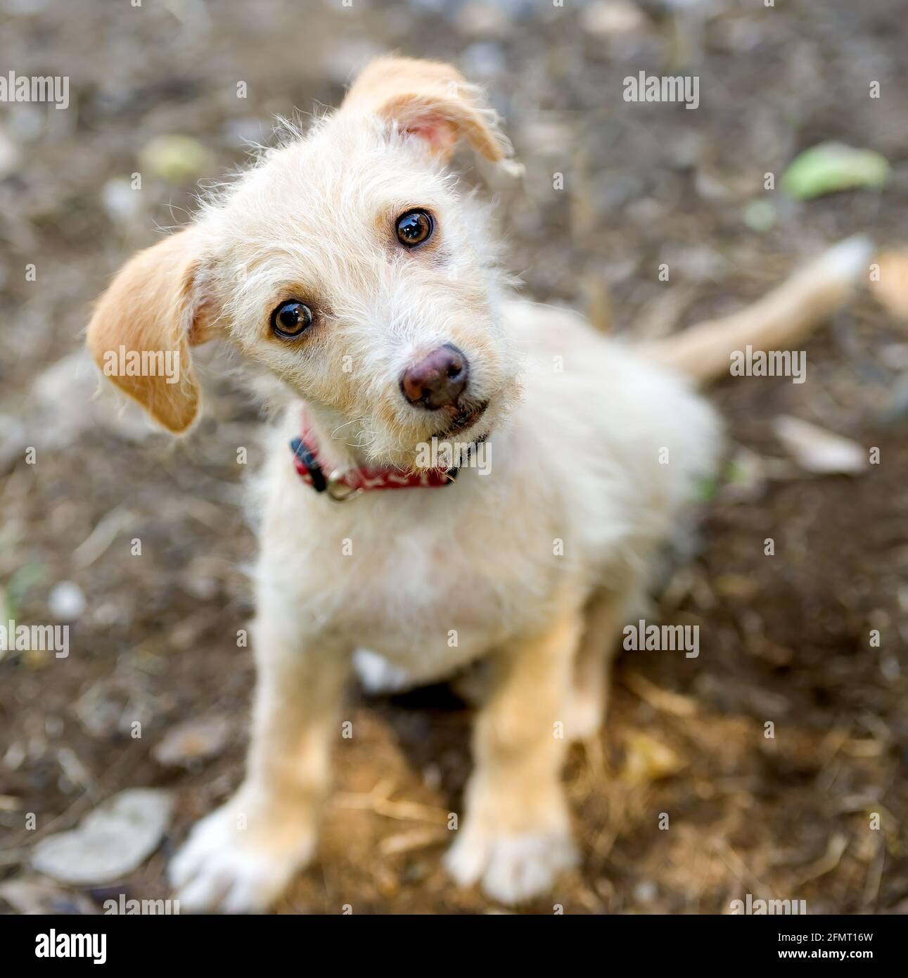 Un curieux chien de chiot avec de grands yeux est à la recherche Dans UN format d'image vertical Banque D'Images