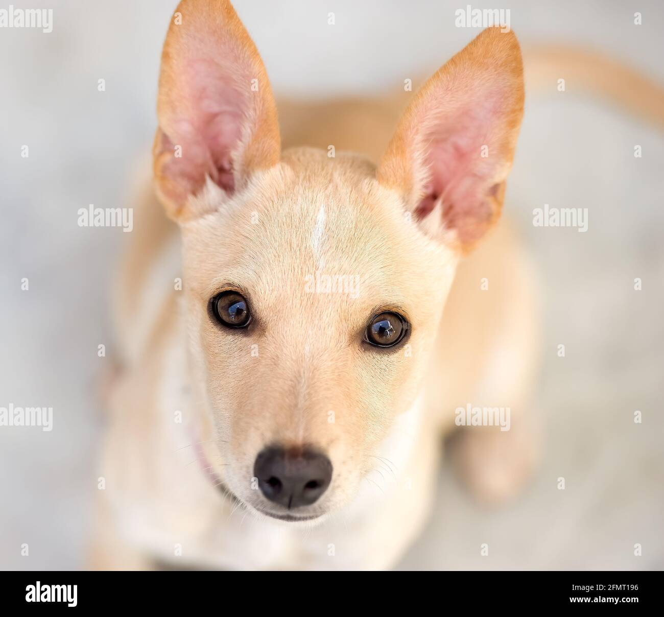 Un adorable chien de chiot avec de grands yeux est à la recherche Dans UN format d'image vertical Banque D'Images