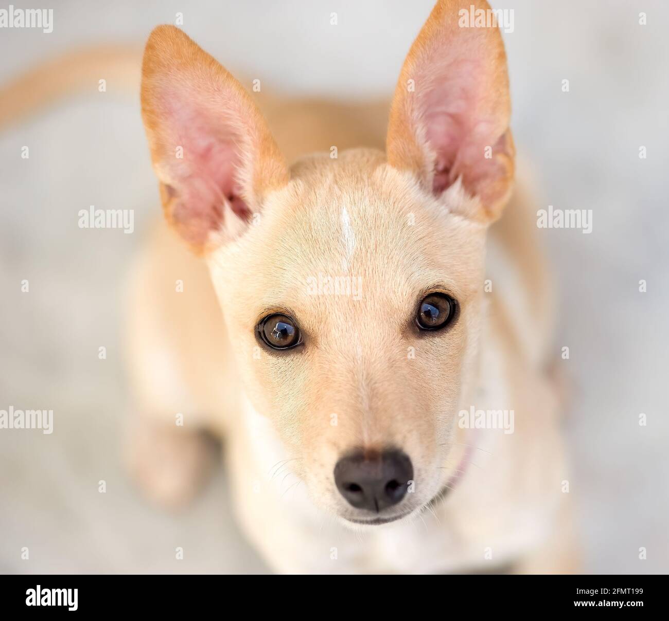 Un adorable chien de chiot avec de grands yeux est à la recherche Dans UN format d'image vertical Banque D'Images