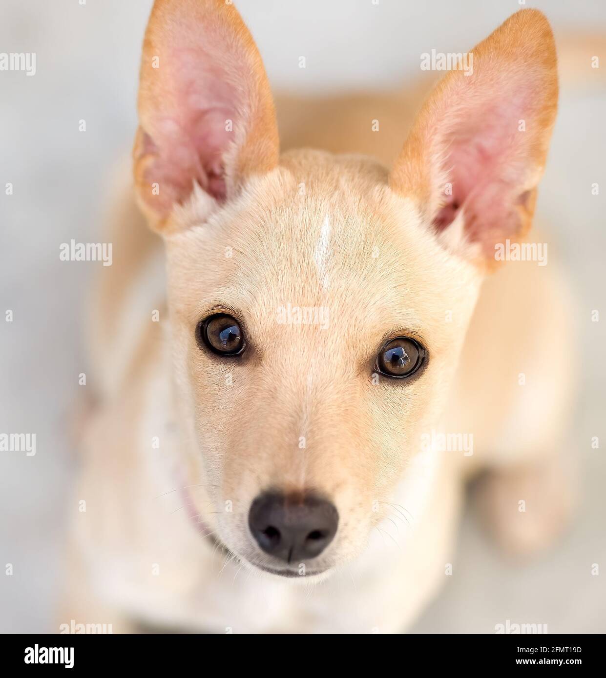 Un adorable chien de chiot avec de grands yeux est à la recherche Dans UN format d'image vertical Banque D'Images